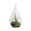 Faux Succulents In Hanging Teardrop Glass Terrarium I -Home Decor Fashion Store 896A7770 a66cbcec 72bb 44bb ab7b b5c93824ce1a