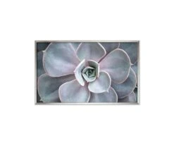 Enchanted Tranquility