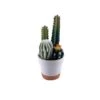 Faux Potted Cacti Variety